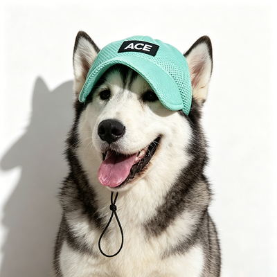 Dış ve iç hayvan şapkası küçük köpekler için uygundur Paket 1 x Pet şapka ayarlanabilir kemeri güvenli uygunluk için içerir